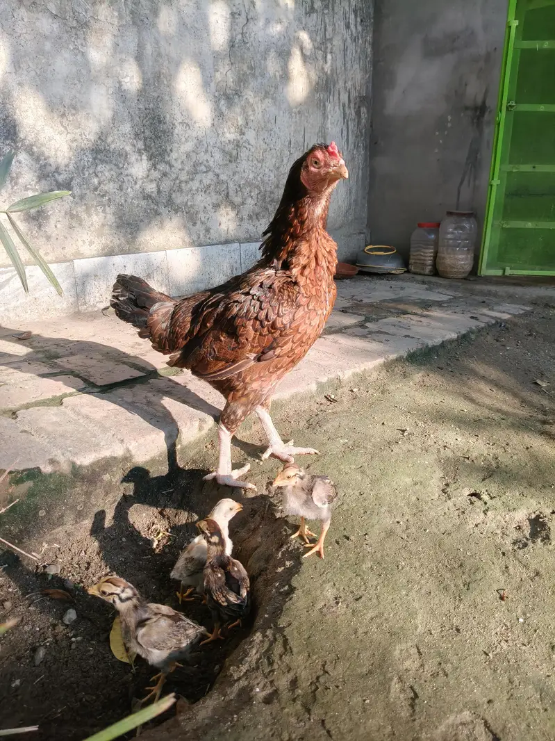 Aseel Murghi with chicks — photo 7