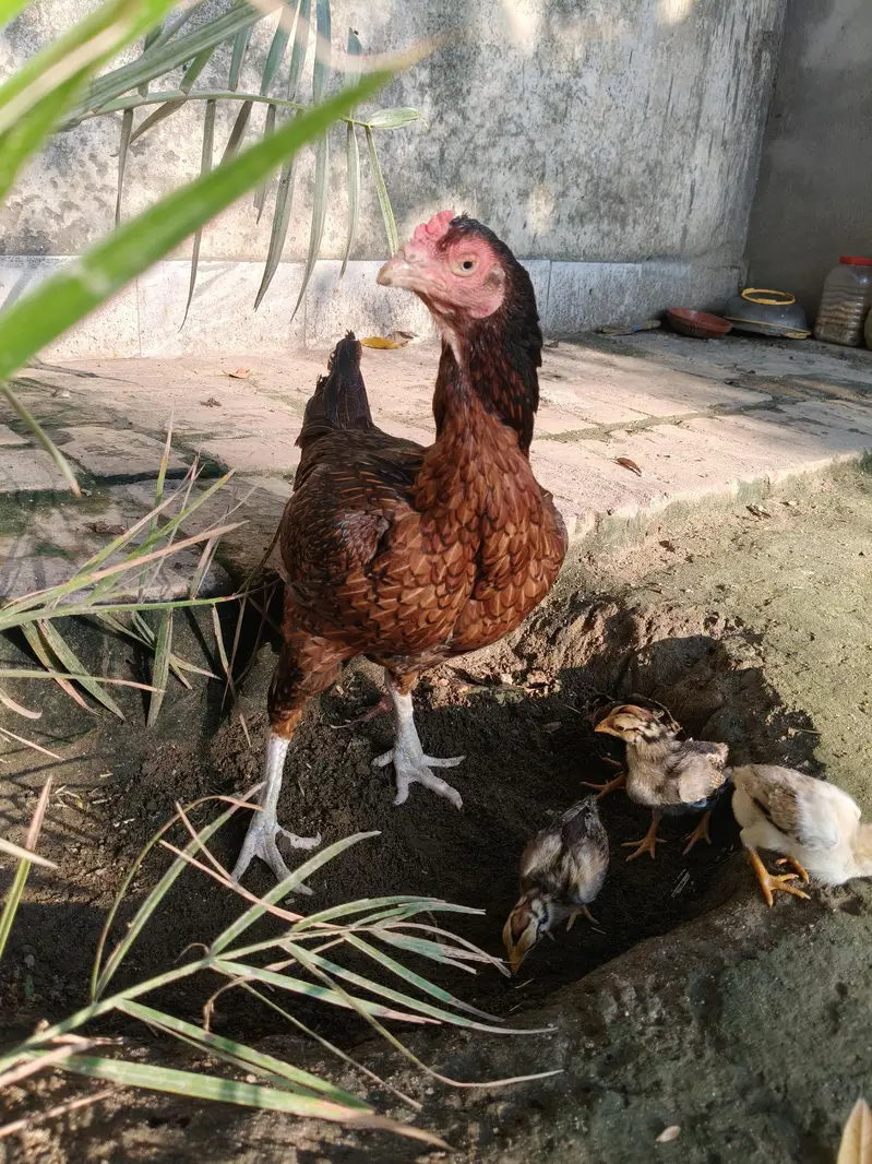 Aseel Murghi with chicks — photo 8