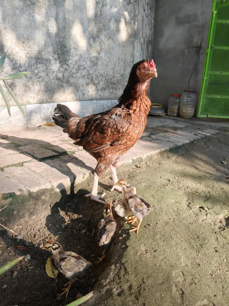 Aseel Murghi with chicks — photo 9