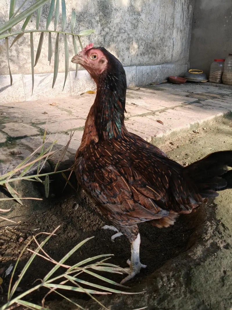 Aseel Murghi with chicks — photo 10