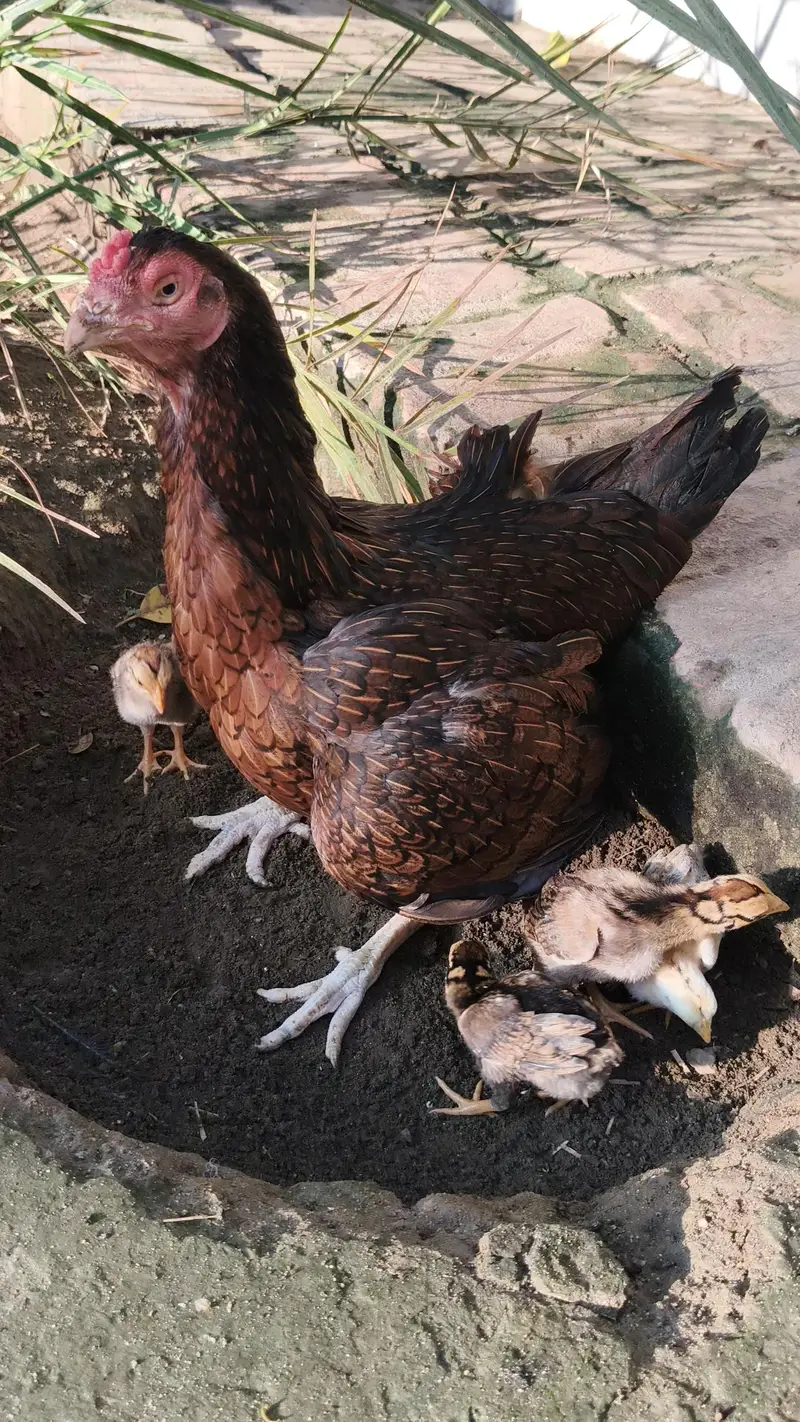 Aseel Murghi with chicks — photo 11
