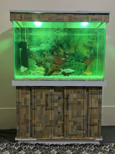 3 fit aquarium with fishes