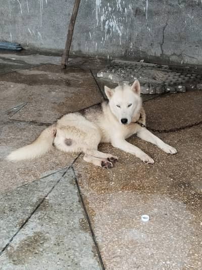 Siberian husky