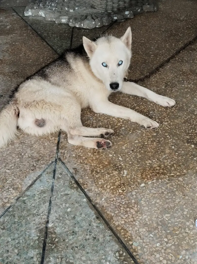 Siberian husky — photo 2