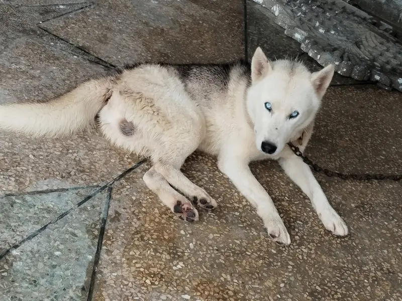 Siberian husky — photo 3
