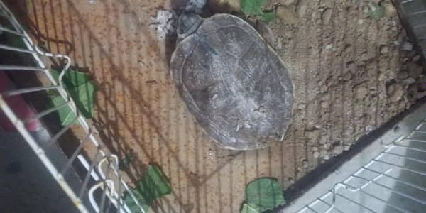 turtle for sale