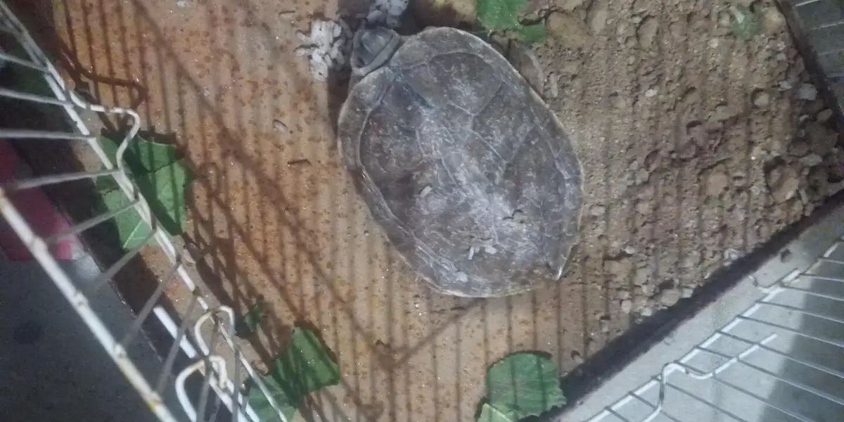 turtle for sale