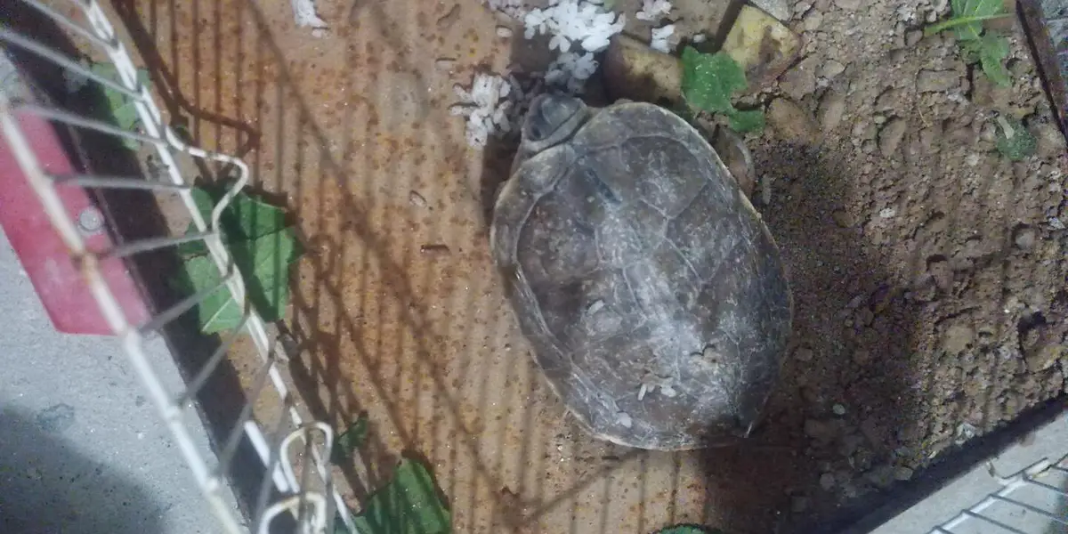 turtle for sale — photo 2