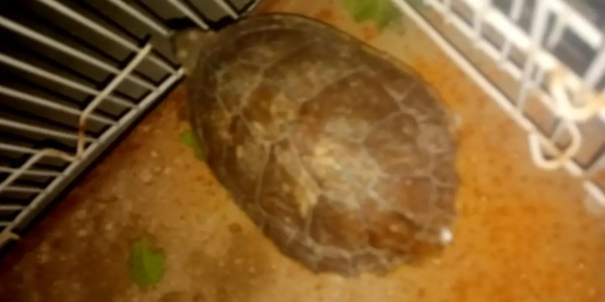 turtle for sale — photo 3