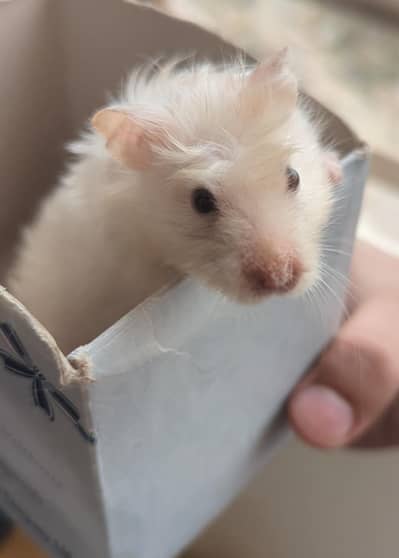 Syrian Hamsters For Sale (3x)