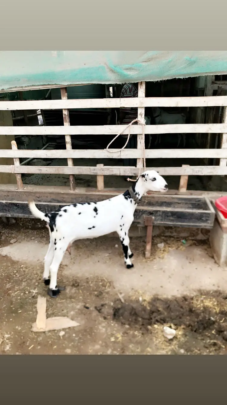 Teddy bakri 2 — photo 3