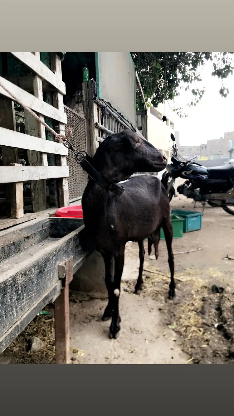 Teddy bakri 2 — photo 6