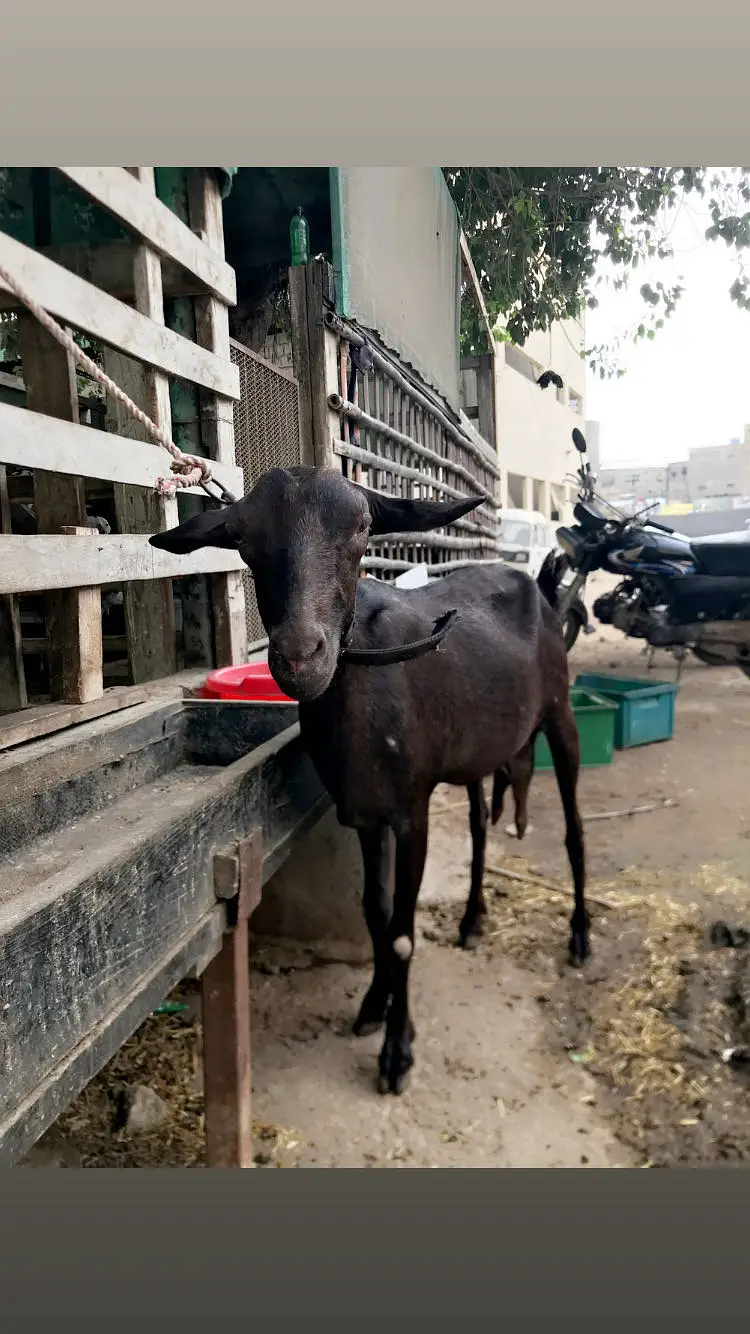 Teddy bakri 2 — photo 7