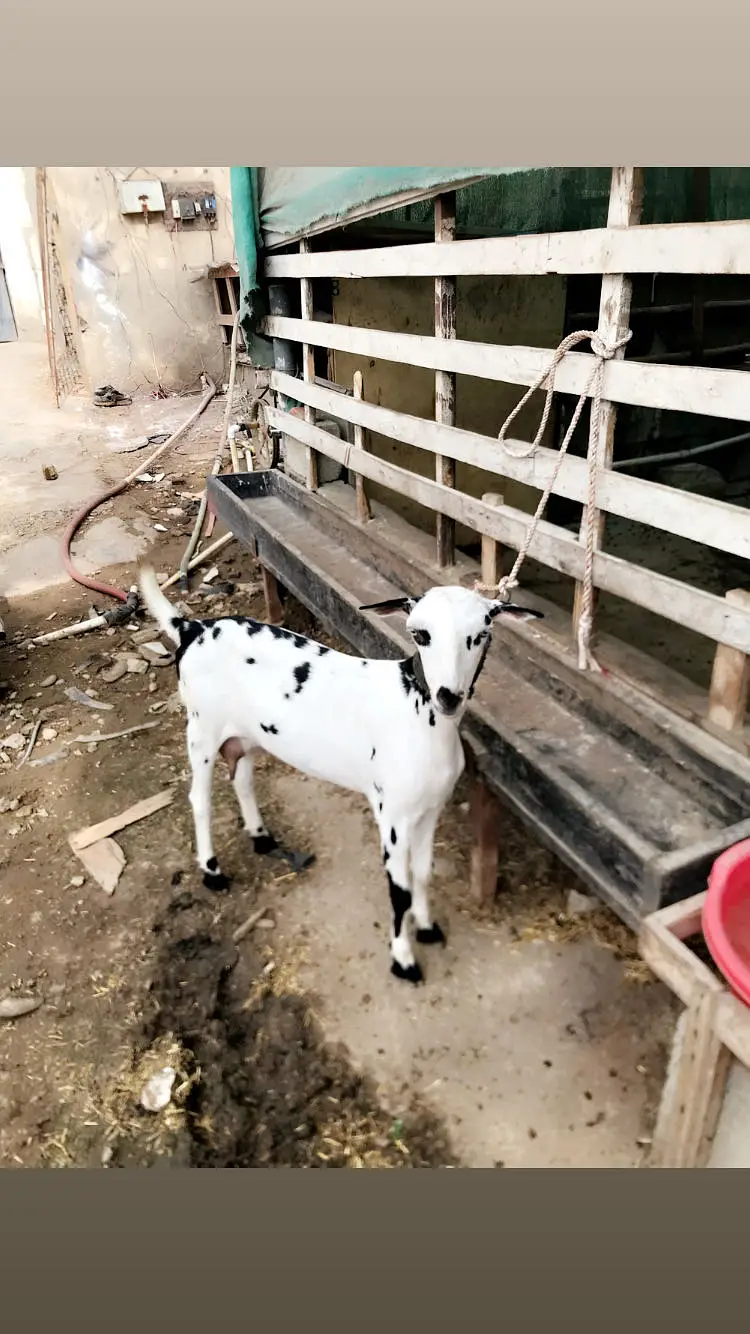 Teddy bakri 2 — photo 10