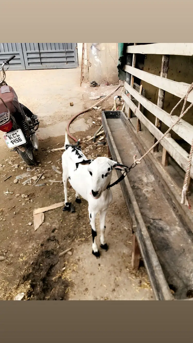Teddy bakri 2 — photo 12