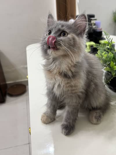 Female Doll face Persian Cats