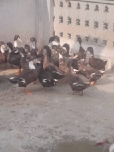 Ducks