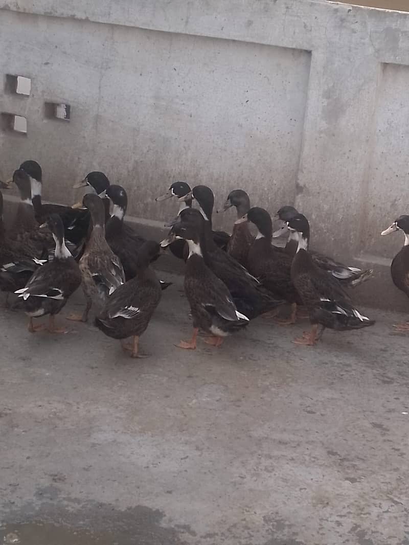 Ducks 1