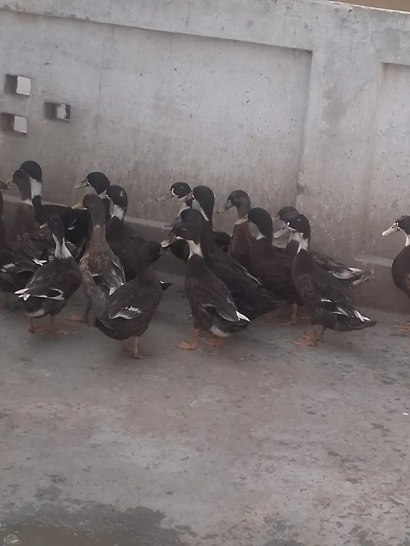 Ducks — photo 2