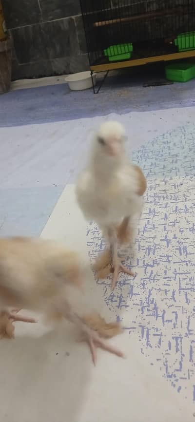 golden buff chicks  healthy and active