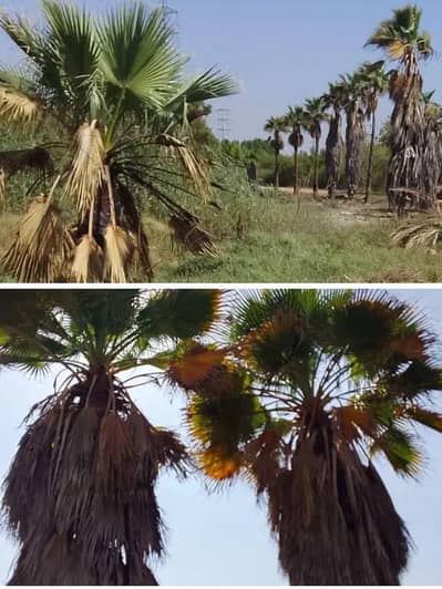 Walpalm/15+ hight 55 tree ready to Move