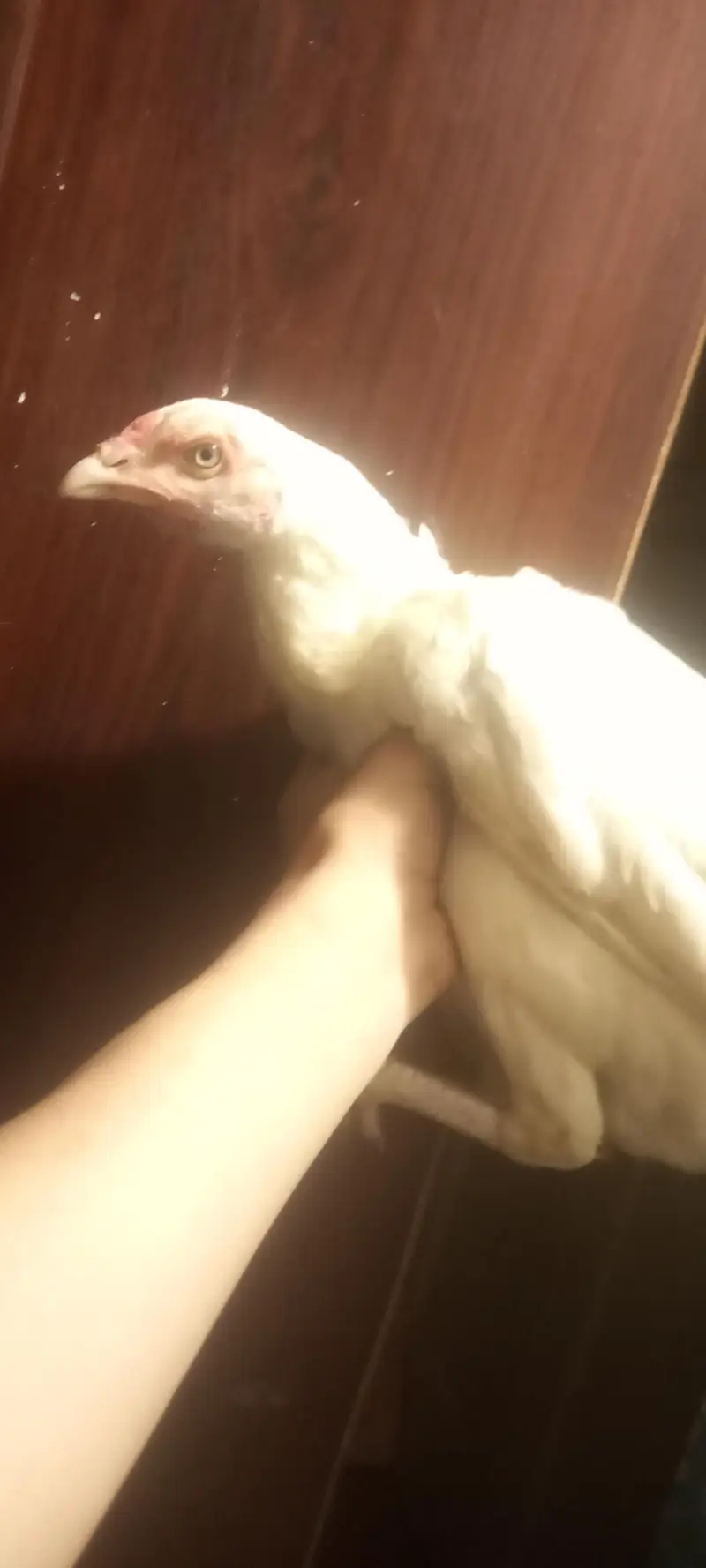 heera murgi with 3 chiks — photo 3