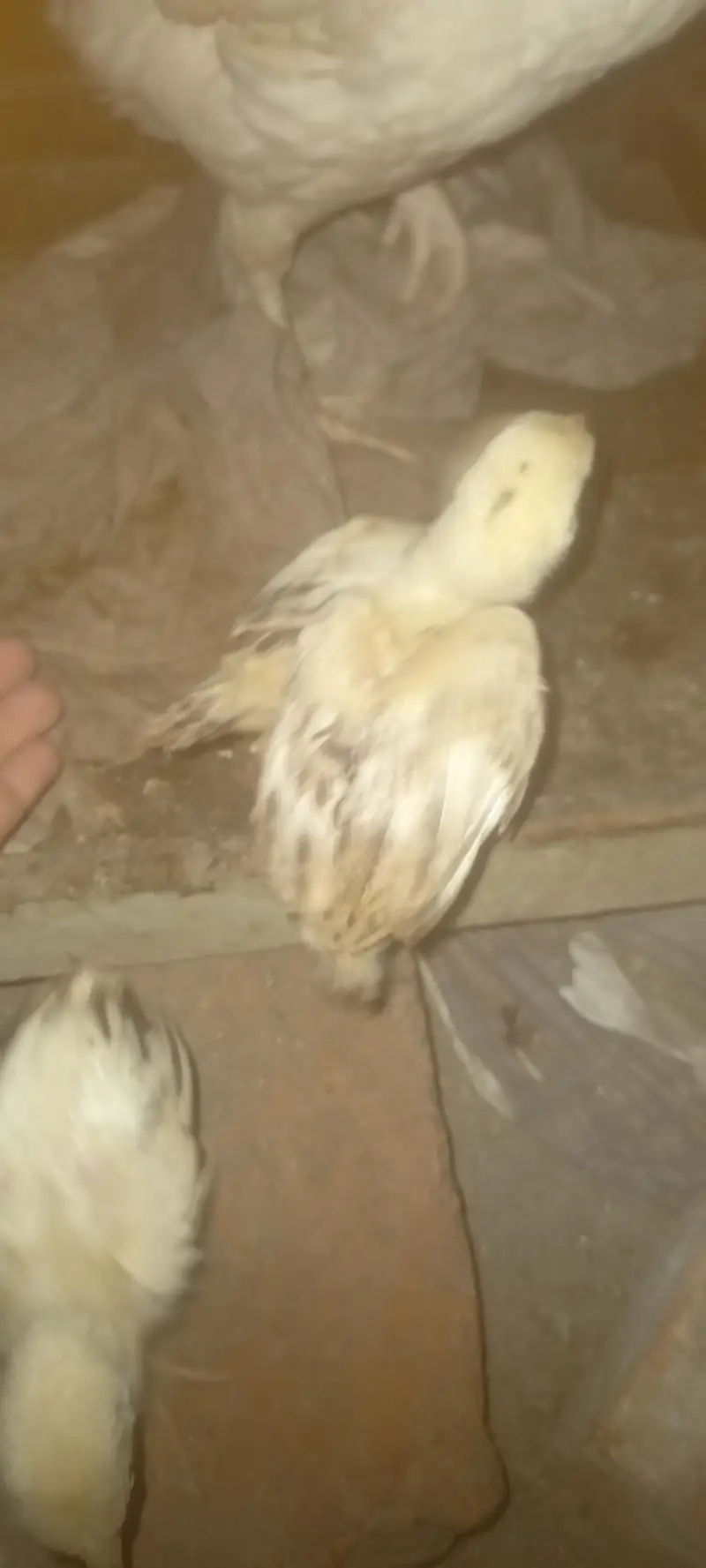 heera murgi with 3 chiks — photo 6