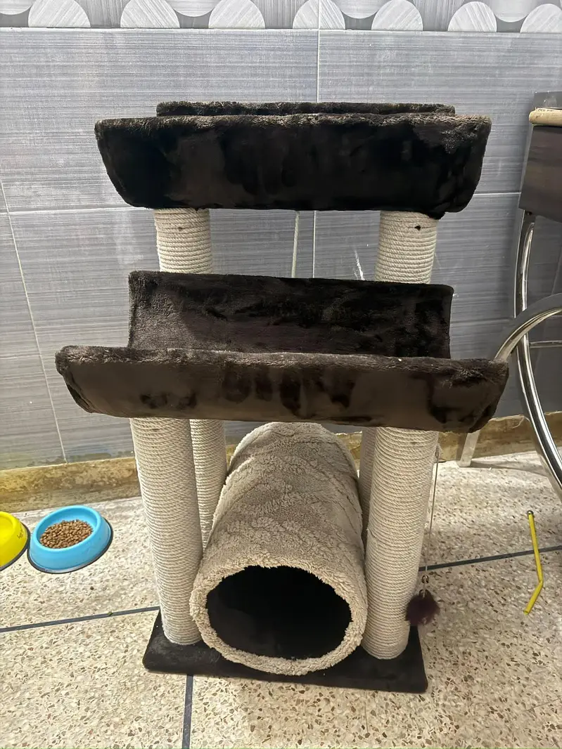 cat scratching House — photo 3