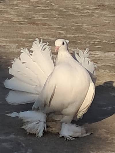 American White Lakkha Pigeon Pair – Healthy & Beautiful