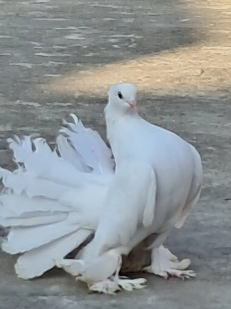 American White Lakkha Pigeon Pair – Healthy & Beautiful — photo 2