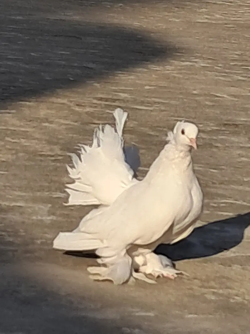 American White Lakkha Pigeon Pair – Healthy & Beautiful — photo 3