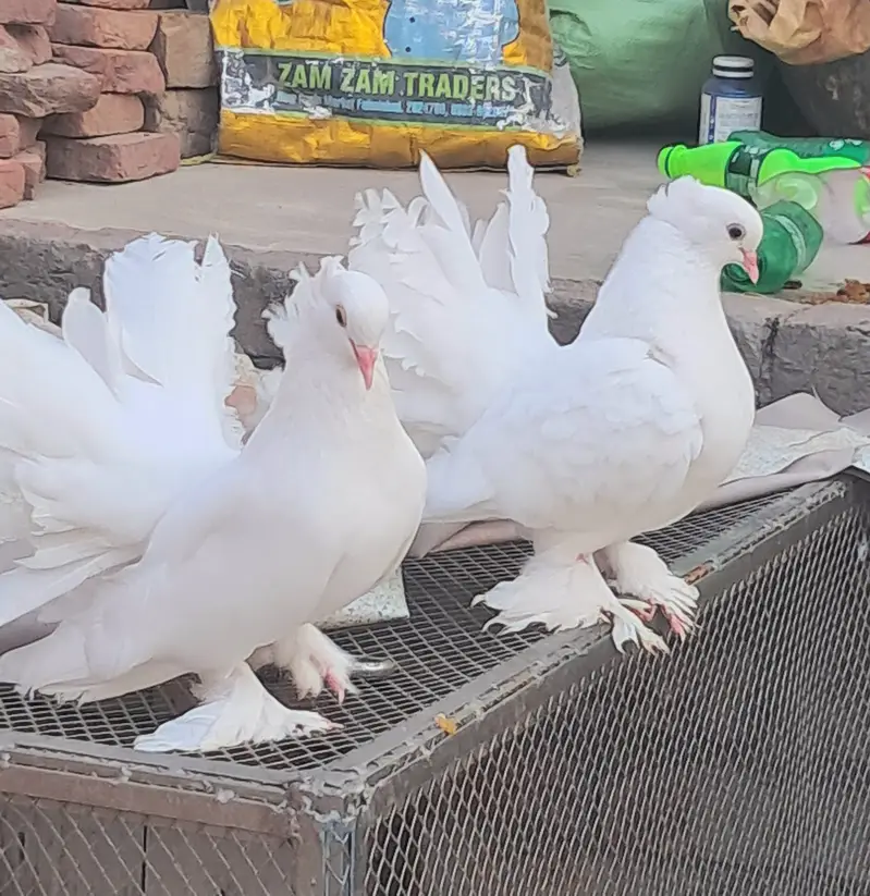 American White Lakkha Pigeon Pair – Healthy & Beautiful — photo 4
