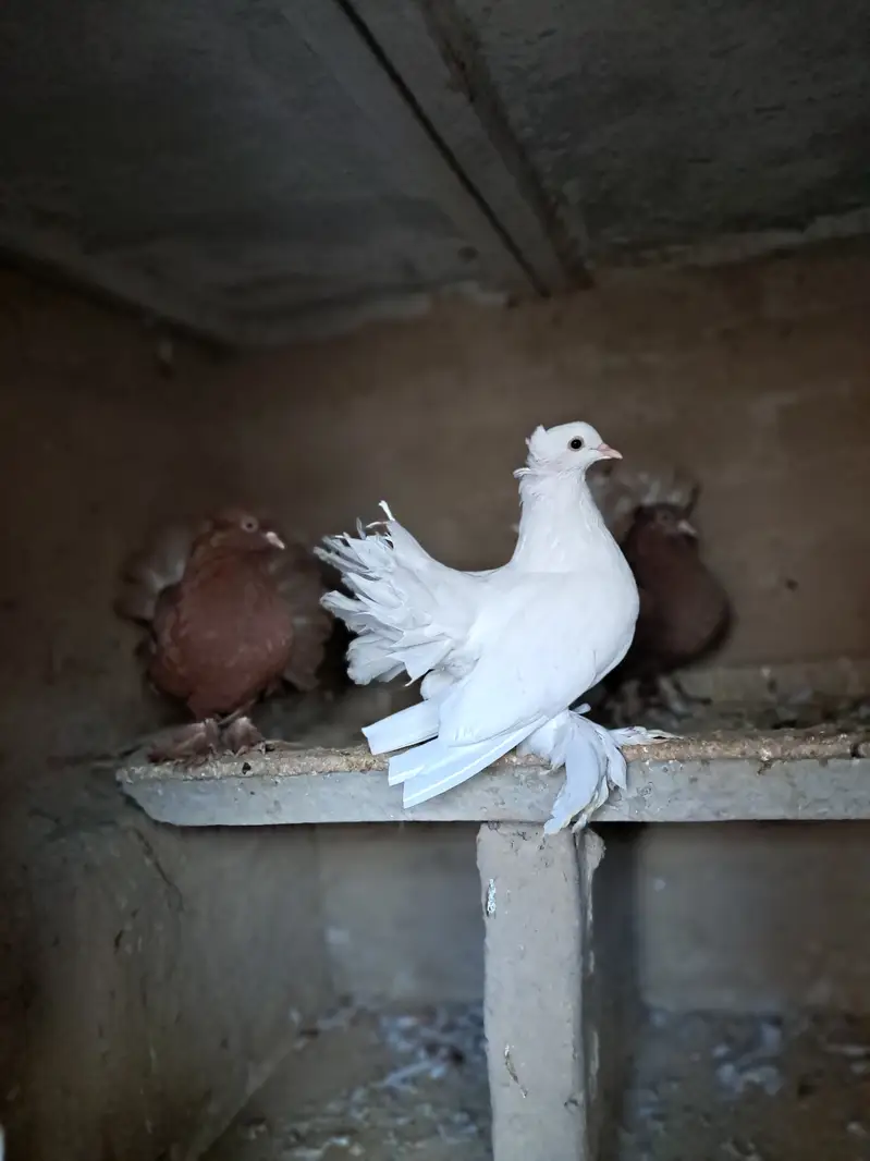 American White Lakkha Pigeon Pair – Healthy & Beautiful — photo 5