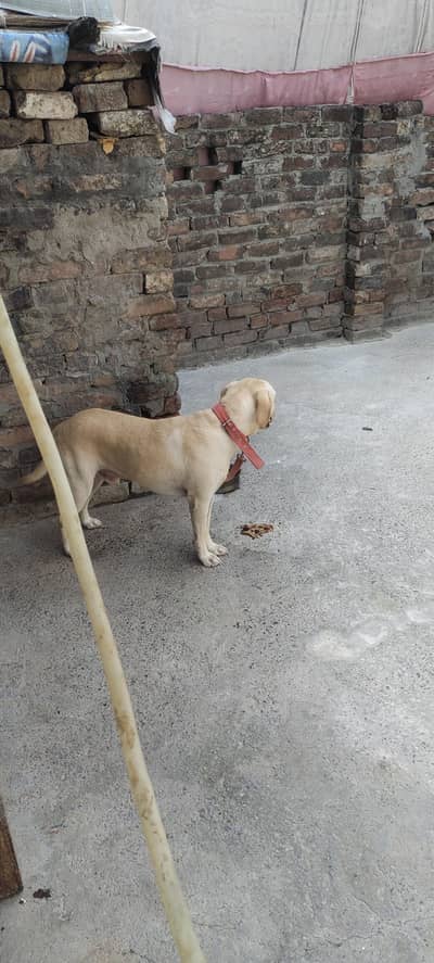 American Labrador
