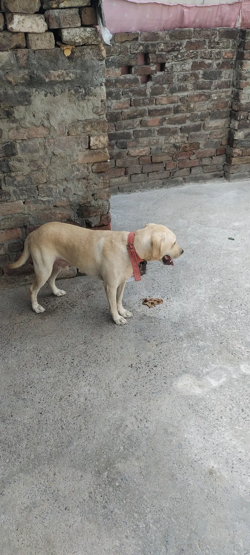 American Labrador — photo 2