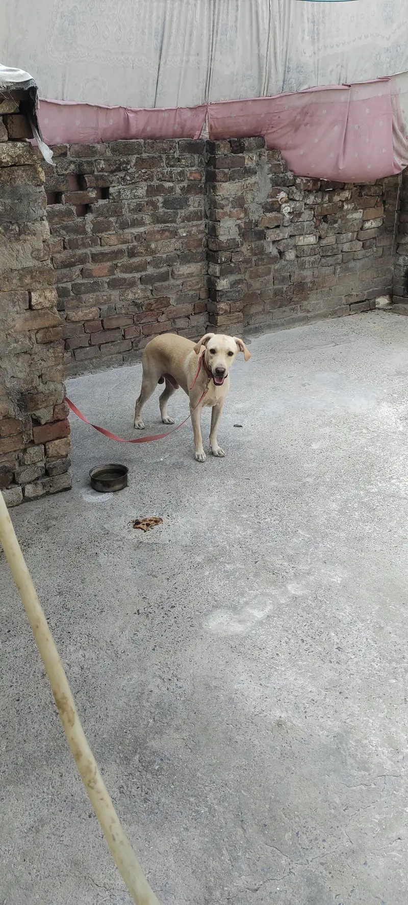 American Labrador — photo 3