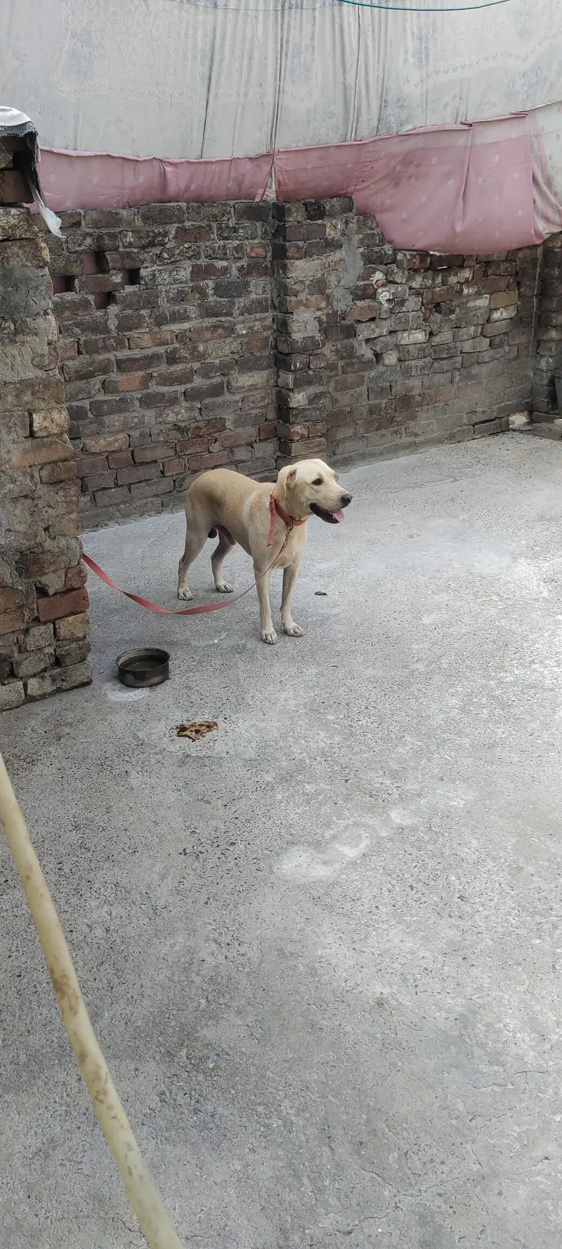 American Labrador — photo 4
