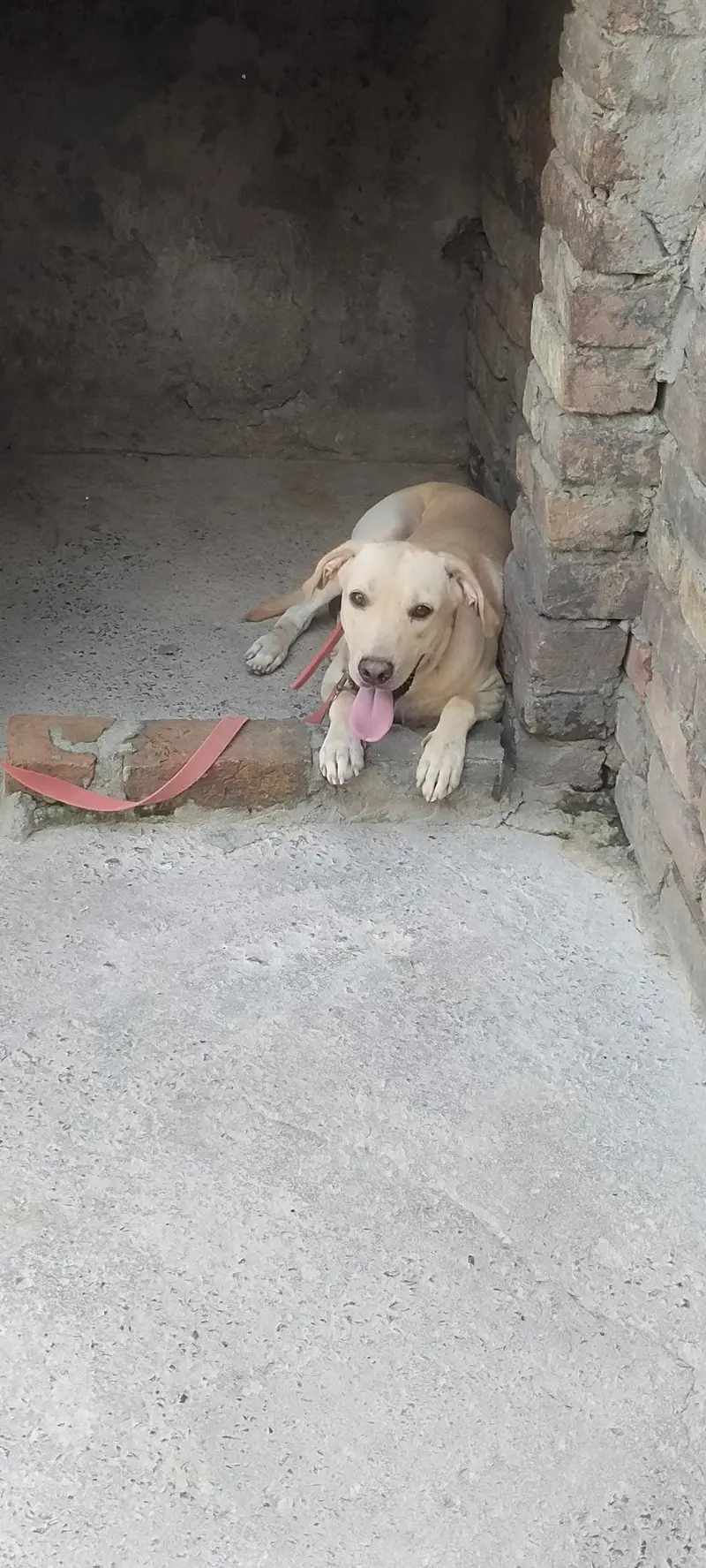 American Labrador — photo 5