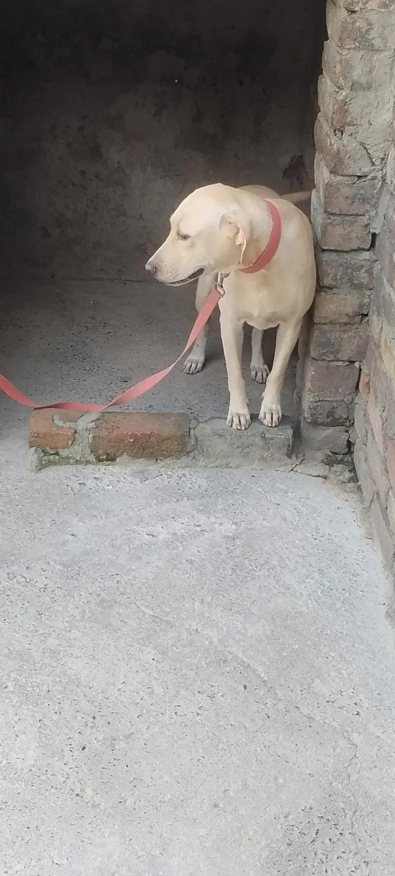 American Labrador — photo 6