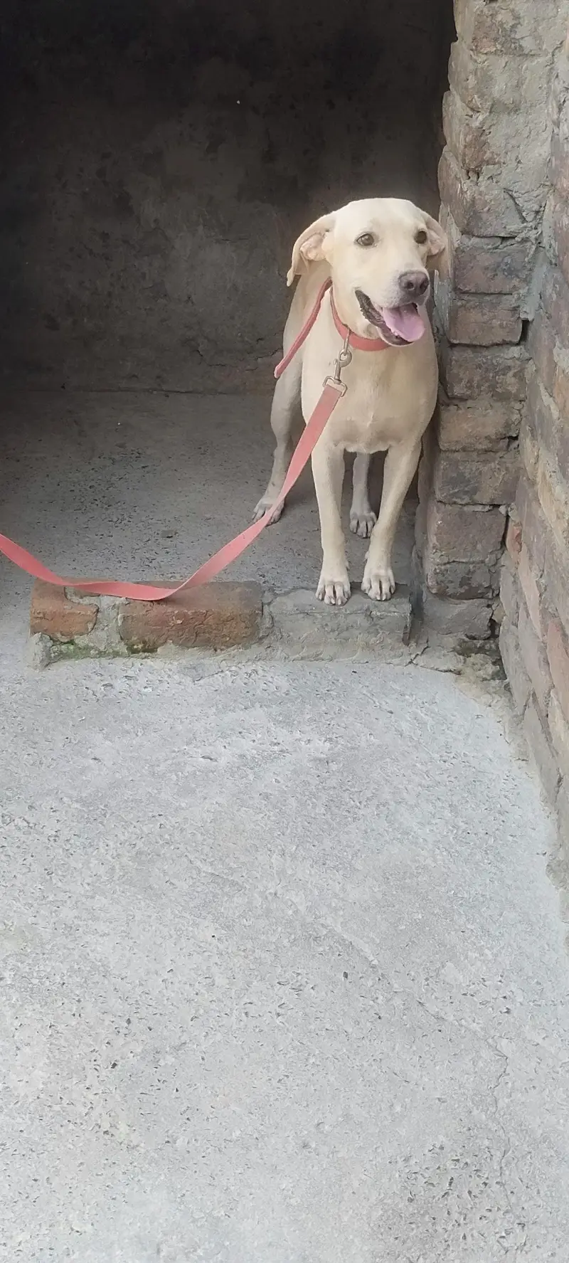 American Labrador — photo 7
