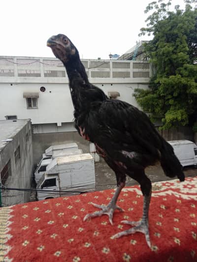 03257497840.  hr age ky birds available hy quality a1 hy