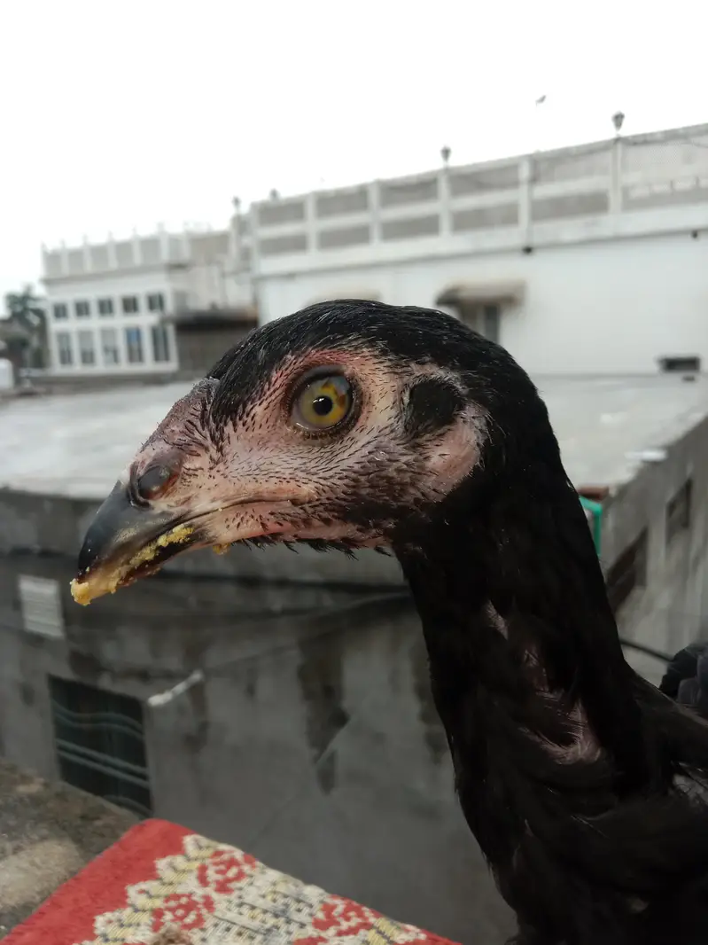 03257497840.  hr age ky birds available hy quality a1 hy — photo 2