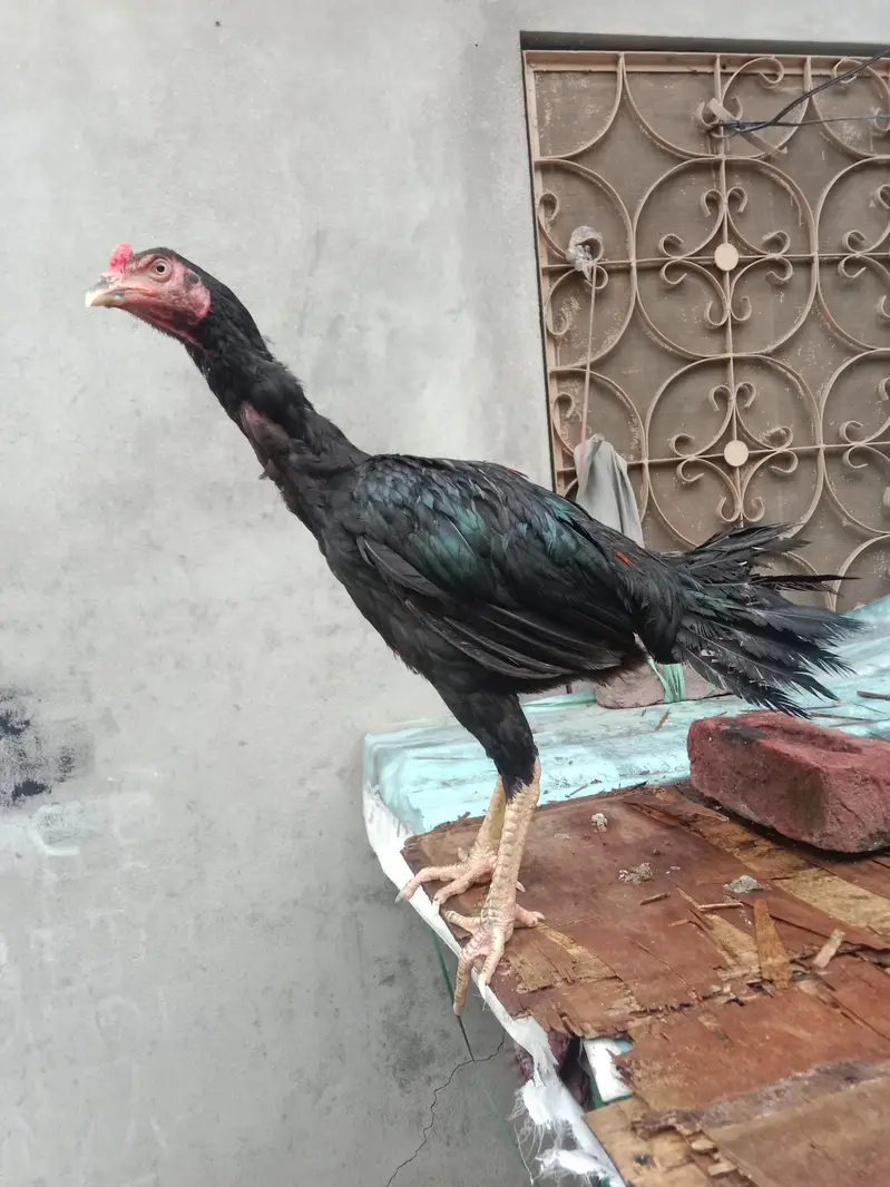 03257497840.  hr age ky birds available hy quality a1 hy — photo 3