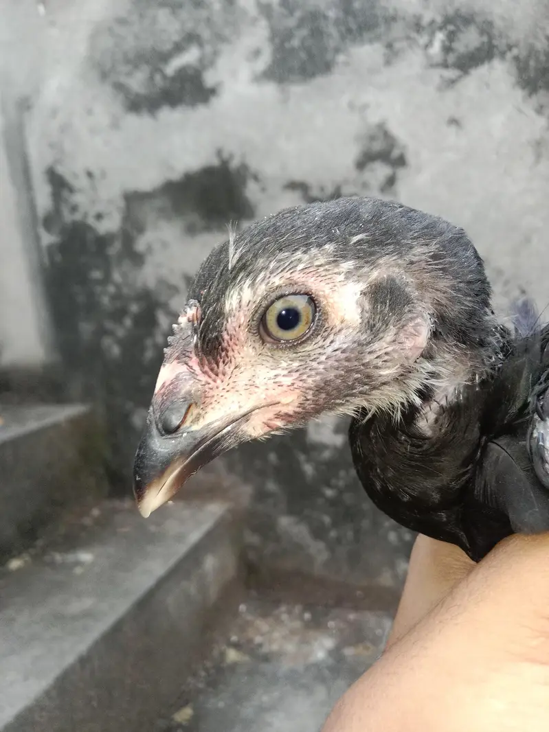 03257497840.  hr age ky birds available hy quality a1 hy — photo 5