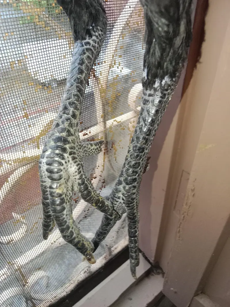03257497840.  hr age ky birds available hy quality a1 hy — photo 6