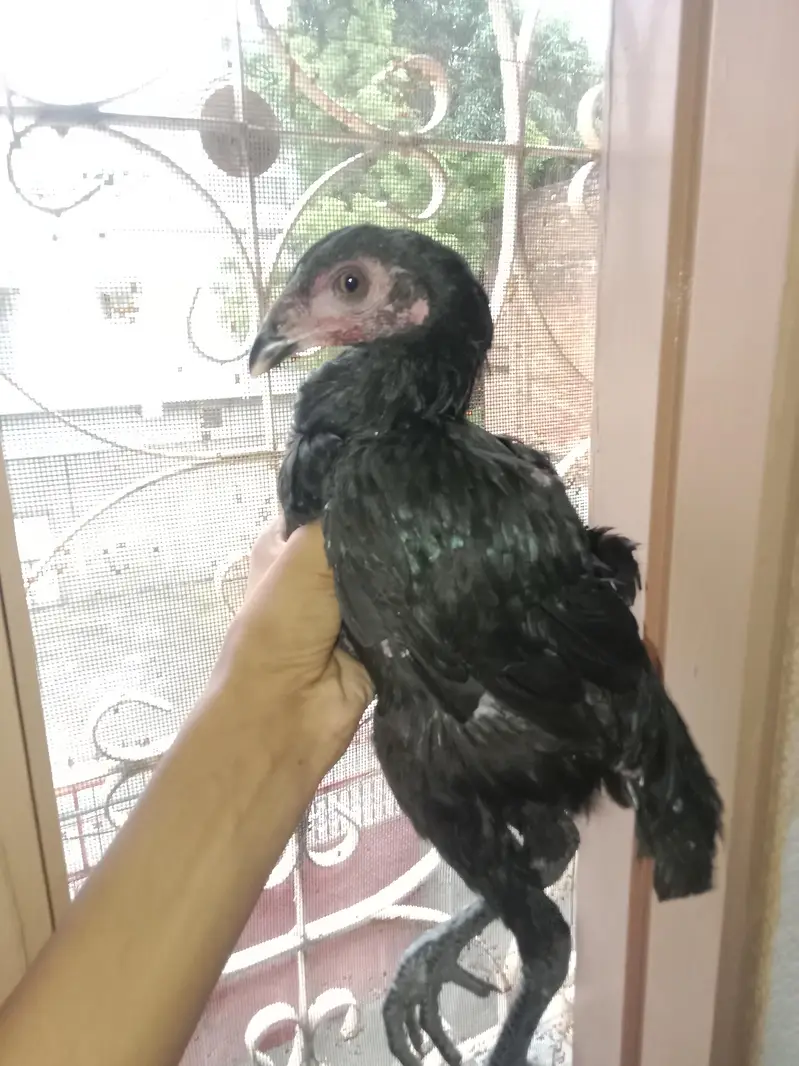 03257497840.  hr age ky birds available hy quality a1 hy — photo 7