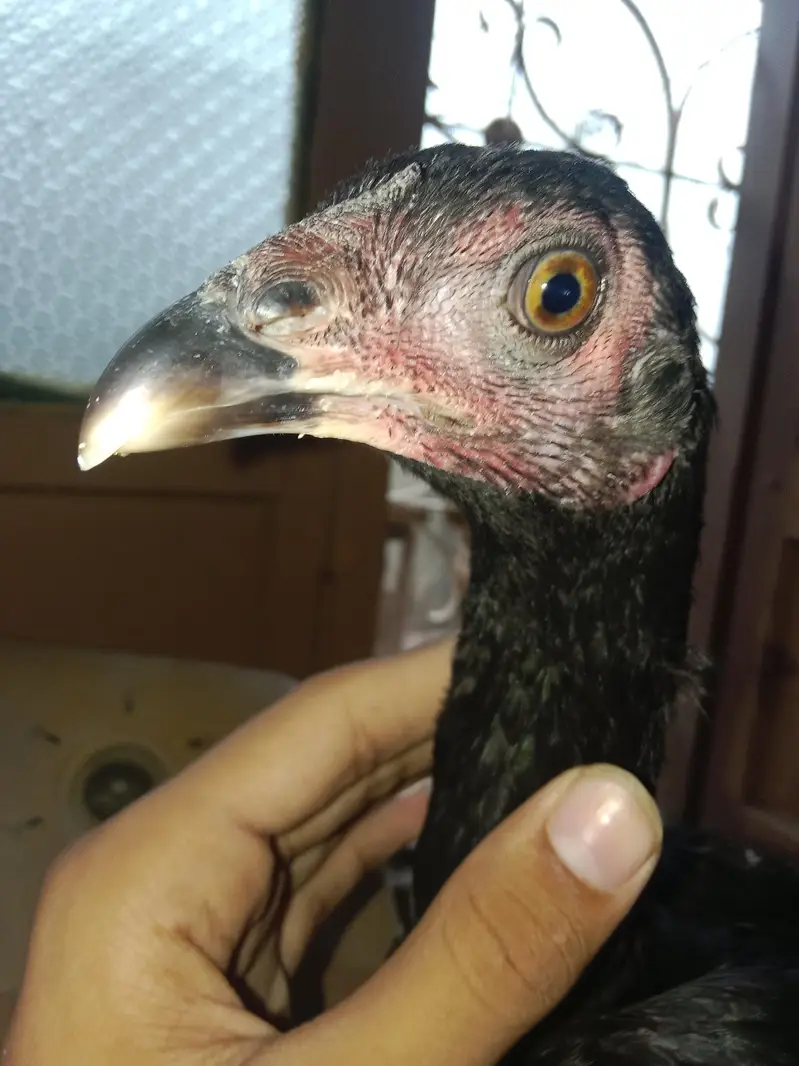 03257497840.  hr age ky birds available hy quality a1 hy — photo 8
