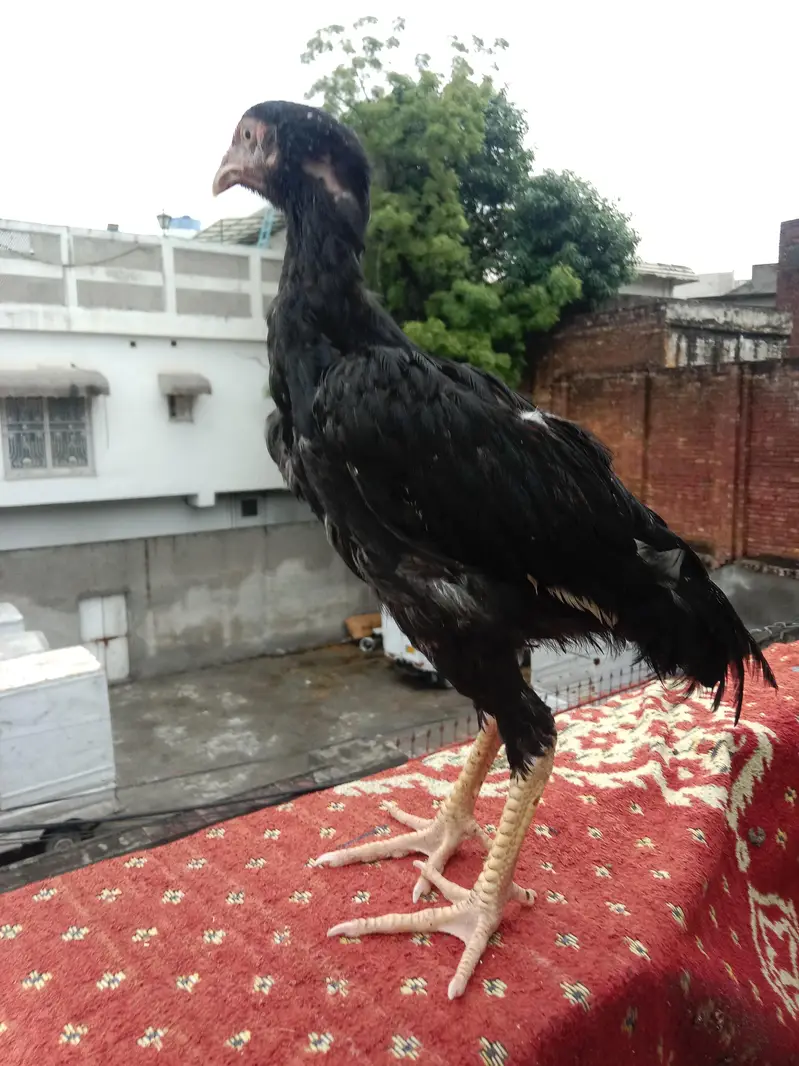 03257497840.  hr age ky birds available hy quality a1 hy — photo 9