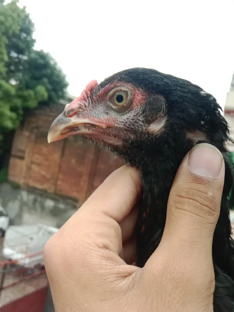 03257497840.  hr age ky birds available hy quality a1 hy — photo 10