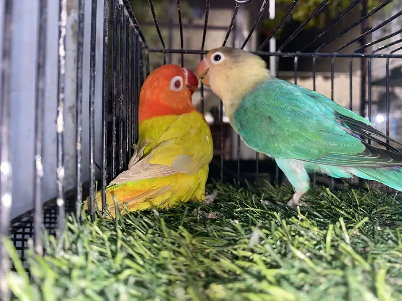 Fency matki and lovebirds — photo 2